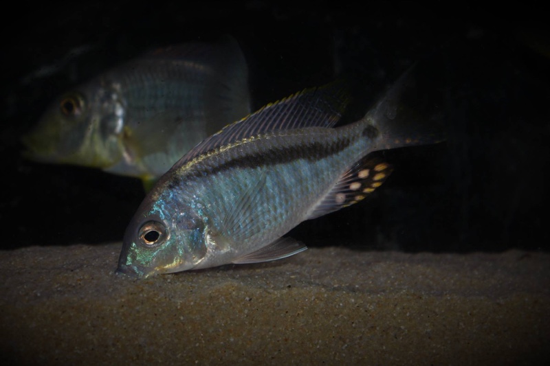 Mylochromis anaphyrmus 'Chitseko Reef'